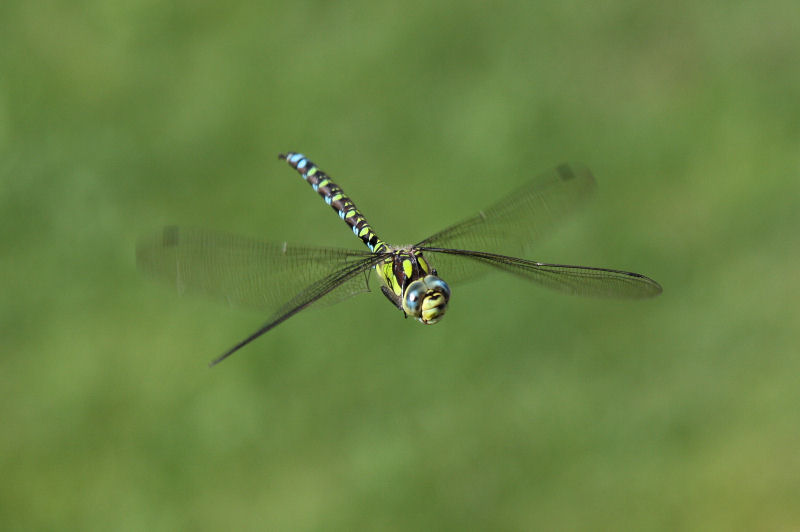 aeshna cyanea